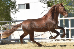 Traquio_088