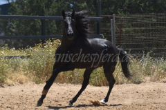 Trueno-167