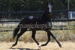 Trueno-22
