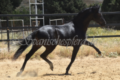 Trueno-26