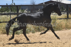 Trueno-34