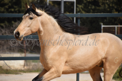 Vanidoso-de-Credos_219