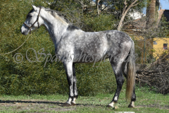 Verdiales_007