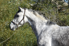 Verdiales_011