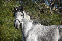 Verdiales_021