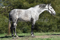 Verdiales_028