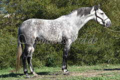 Verdiales_031