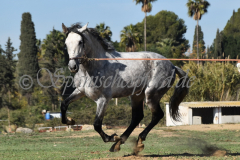 Verdiales_105
