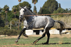 Verdiales_109