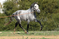 Verdiales_141