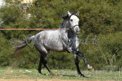 Verdiales_151