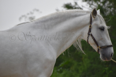 Yucateco-Sol_032