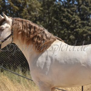 "Imperico", P.R.E. Hengst, Stockmass 1,62, geboren 2020, geritten, C